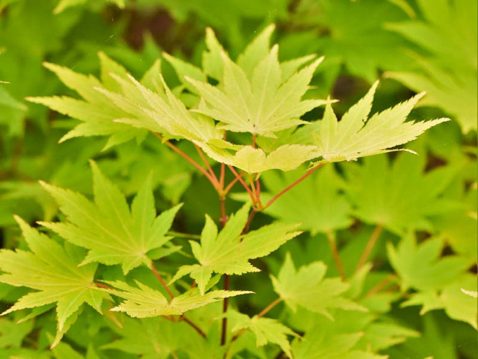 Acer shirasawanum 'Jordan', Full Moon Maple 'Jordan', Shirasawa Maple 'Jordan', Acer palmatum 'Jordan', Acer 'Jordan', Japanese Maples, Fall Color